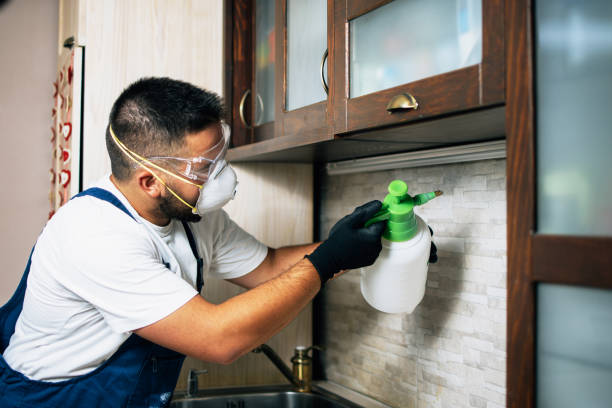 Best Wasp Removal Services  in Drexel, NC