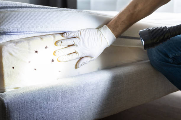 Best Cockroach Control Services  in Drexel, NC