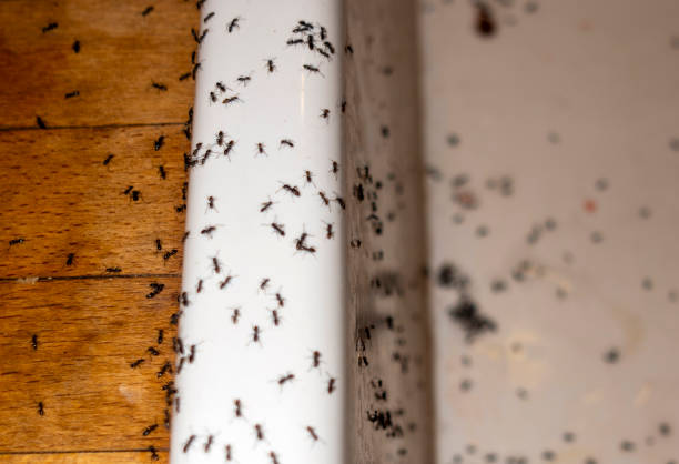Best Spider Control Near Me  in Drexel, NC
