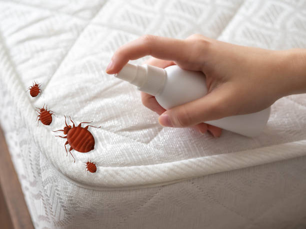 Best Affordable Pest Control Services  in Drexel, NC