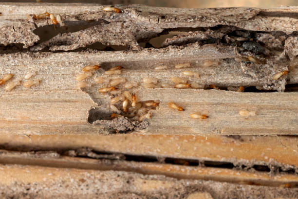 Best Best Pest Control Companies  in Drexel, NC
