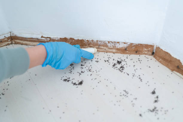 Best Exterminator Services  in Drexel, NC